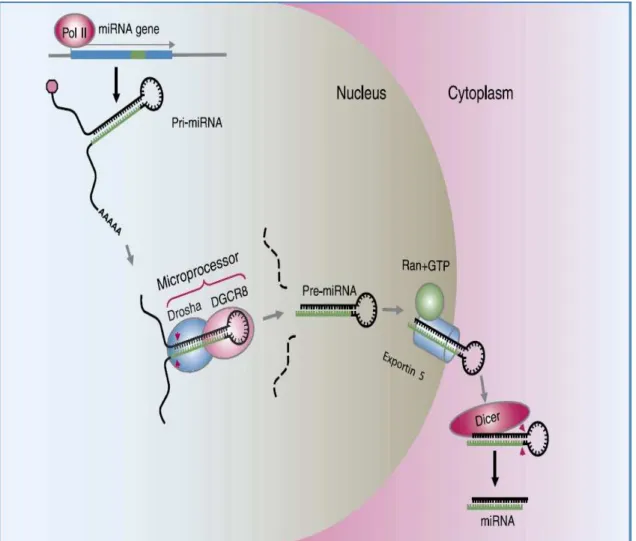 Figure 5 : miRNA biogenesis.