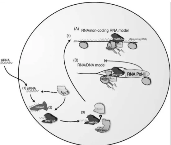 Figure 11 : proposed mechanism for TGS in human.