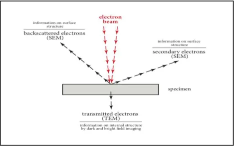 Figure  II-3.  Interaction  between  matter  and  the  electron  beam  for  TEM  imaging  ( https://bsp.med.harvard.edu/node/221)
