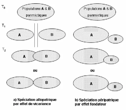 Figure 2. Les types de spéciation allopatrique. Au temps T0, les populations A et B partagent 