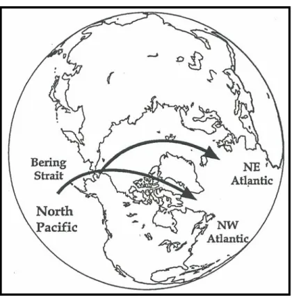 Figure 7. Echanges trans-arctiques ayant démarré vers 3.5 millions d’années selon les 