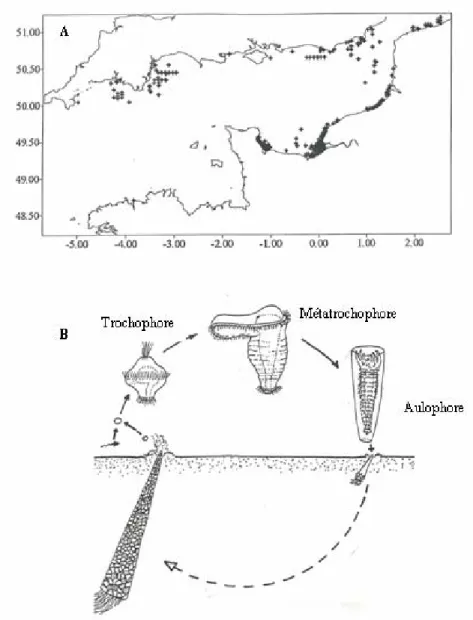 Figure 12.  Pectinaria koreni. (A) Répartition des populations en Manche (tirée de  Ellien, 2000) et (B) cycle de vie bentho-pélagique (dessin de F