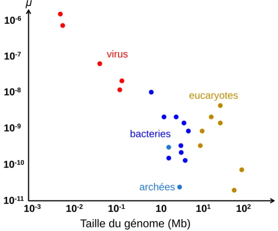Figure 5.  Relation entre le taux de mutation et la taille du génome.  Figure reprise de Sung, 2012  (Sung et al., 2012a)