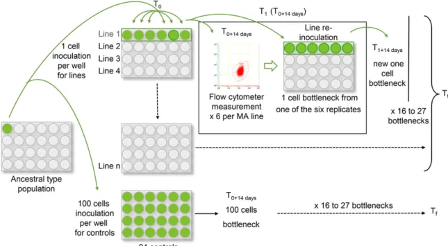Figure 1 Mutation accumulation (MA) experiments in pico-algae. Flow cytometer measurements were performed every 14 d to make one cell bottlenecks for each line