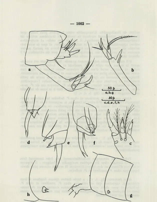 FIG.   5.  —  Parabathynella  knoepffleri  n.  sp.  :  segment  terminal,  telson,  uropodes  et  bras  furcaux;  b,  uropode;  c,  bras  furcal;  d,  e,  f,  péréiopode  8  mâle; 