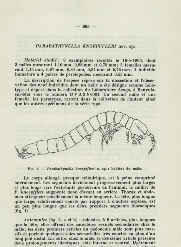 FIG.   1.   —   Parabathynella  knoepffleri  n.  sp.  :  habitus  du  mâle. 