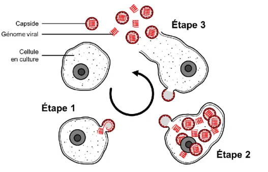 Figure 1.3 Schéma de l'infection virale des cellules par un virus encapsidé. 