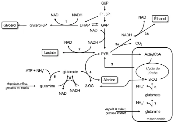 Figure 1.8 Schéma des voies métaboliques des cellules Sf9. Le glucose-6-phosphate (G6P) amorçant la  formation de glycéraldéhyde phosphate (GAP) est issu de la consommation du glucose à travers la  glycolyse réalisée dans les cellules [12]