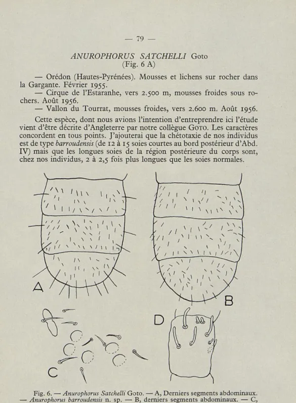Fig.  6.   —  Anurophorus  Satchelli Goto.  — A, Derniers  segments abdominaux. 