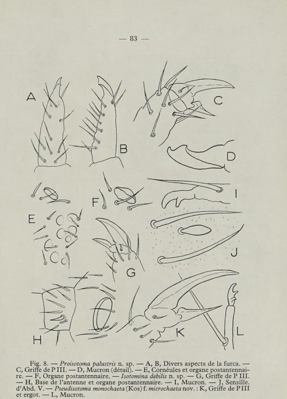 Fig.  8.   —   Proisotoma palustris  n.  sp.  —  A,  B,  Divers  aspects  de  la  furca