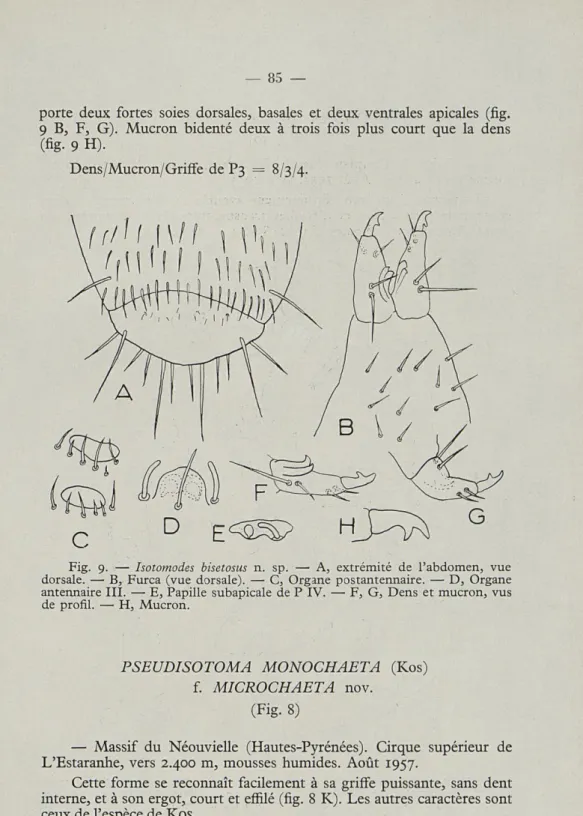 Fig.  9.   —   Isotomodes  bisetosus  n.  sp.  —  A,  extrémité  de  l'abdomen,  vue  dorsale