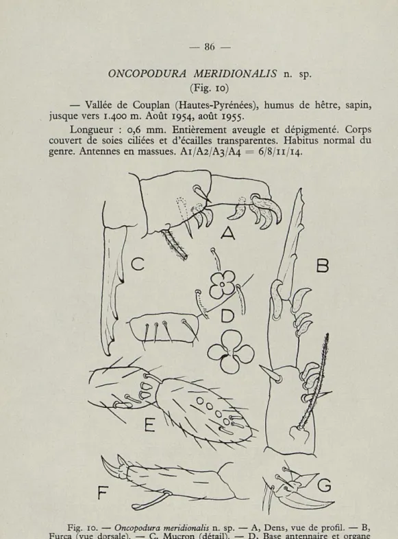 Fig.  10.  —  Oncopodura  meridionalis  n.  sp.  —  A,  Dens,  vue  de  profil.  —  B,  Furca  (vue  dorsale)