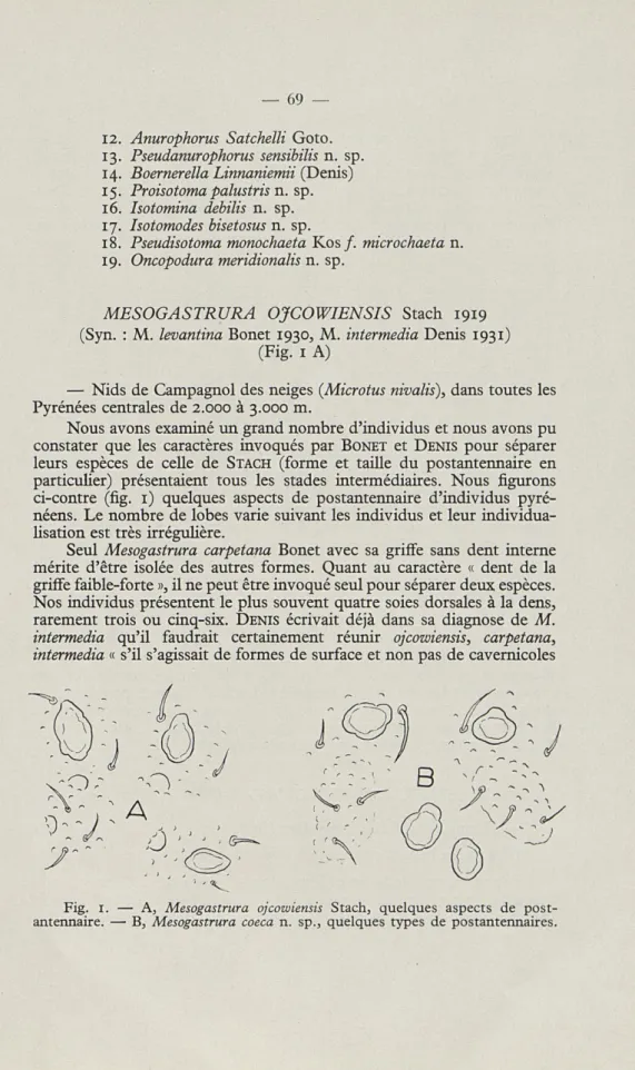 Fig.  1.  —  A,  Mesogastrura  ojcowiensis  Stach,  quelques  aspects  de  post- post-antennaire