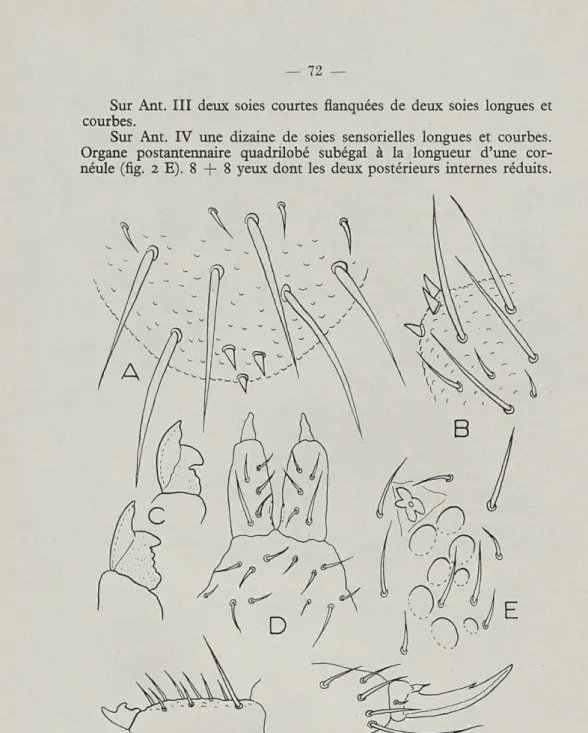 Fig.   2.  —   Triacanthella frigida  n.  sp.  —  A,  Épines  anales  (vue  dorsale).  —  B, Épines anales (vue latérale)