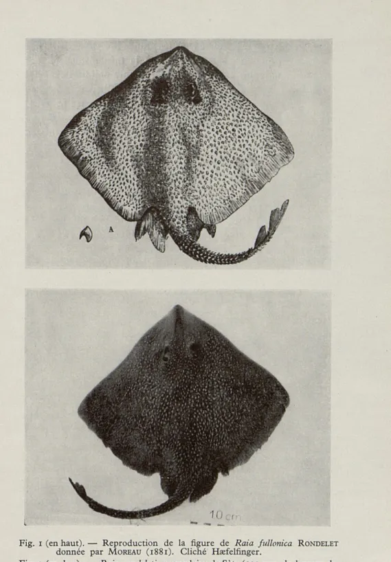 Fig.  i  (en haut).  —  Reproduction  de  la  figure  de  Raia  fullonica   RONDELET 