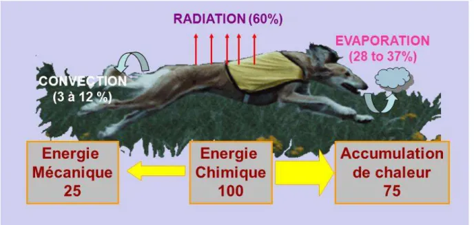 Figure 5 : répartition des voies de thermorégulation chez le chien (Grandjean, 1993) 