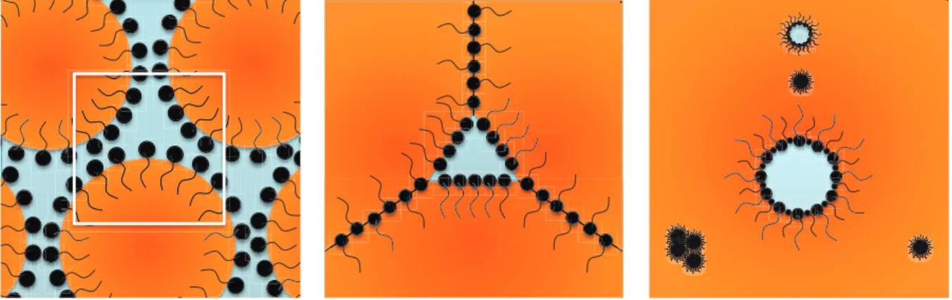 Figure 1.9 ‒  Mécanisme d’inversion de phase des tensioactifs au cours du séchage de film de latex  conduisant à la formation d’agrégats