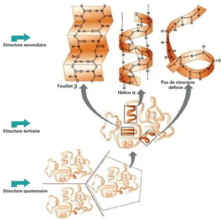 Figure 3 : Représentation schématique des différentes structures des protéines[10] 