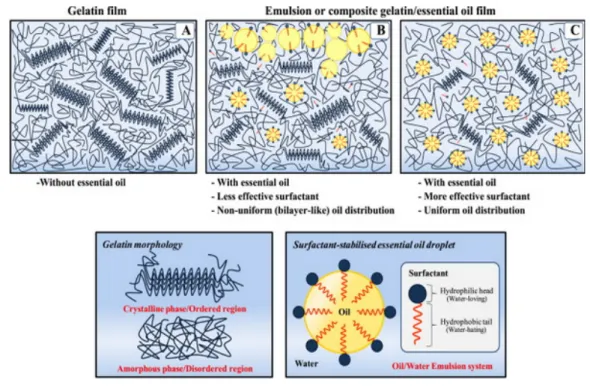 Figure 11 : Illustration simplifiée des réseaux protéiques à base de collagène sans (A) ou  avec des huiles essentielles en présence de surfactants non-appropriés (B) et appropriés 