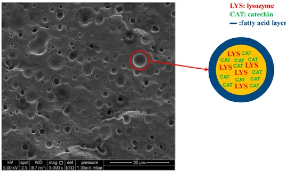 Figure 12 : Cliché de films composites à base de zéine, d’acides gras et de lécithine,  incorporés avec du lysozyme et de la catéchine en tant qu’agents actifs : Présentation 