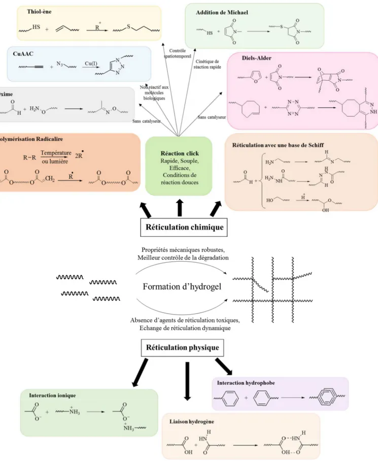 Figure I.19 : Différentes stratégies de réticulation chimique et physique pour la 