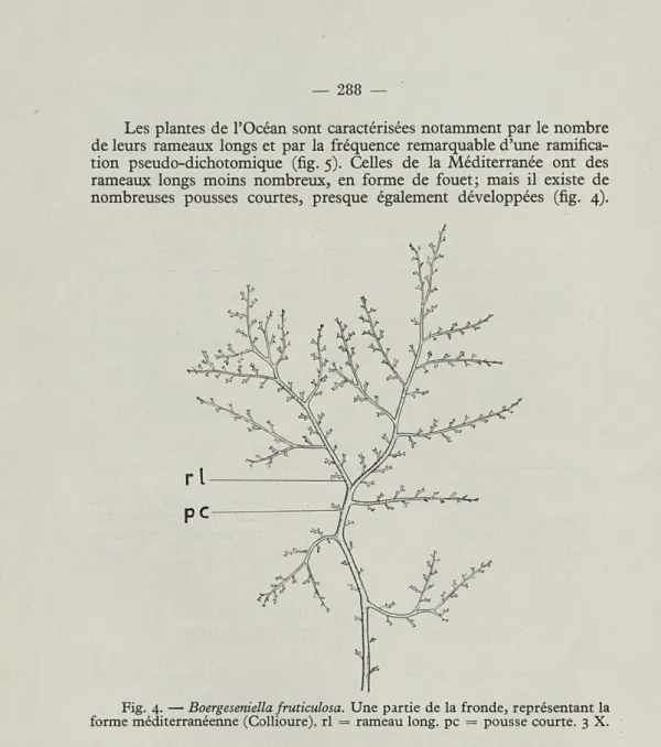 Fig.   4. —   Boergeseniella fruticulosa.  Une  partie  de  la  fronde,  représentant  la  forme  méditerranéenne  (Collioure)