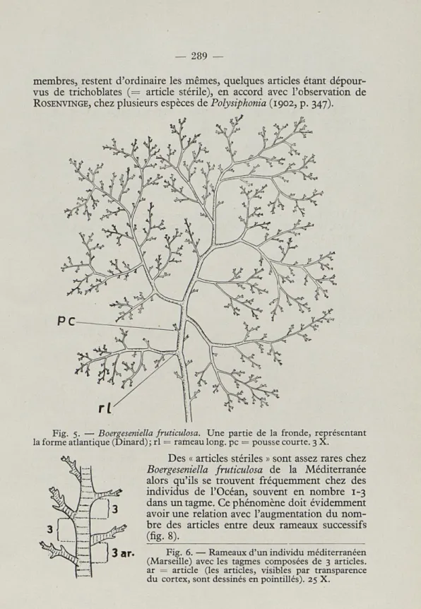 Fig.  5.   —   Boergeseniella fruticulosa.  Une  partie  de  la  fronde,  représentant  la forme atlantique (Dinard); rl =  rameau long, pc =  pousse courte