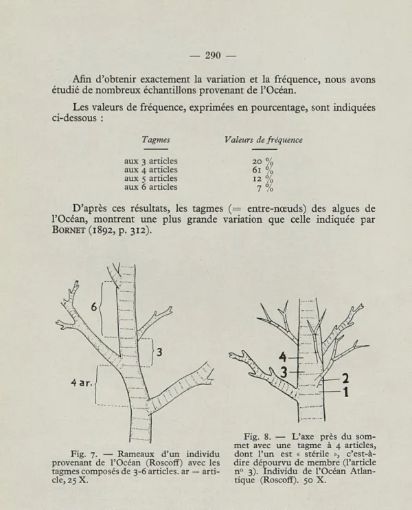 Fig.  7.  —  Rameaux  d'un  individu  provenant  de  l'Océan  (Roscoff)  avec  les  tagmes composés de  3-6 articles, ar =   arti-cle, 25 X