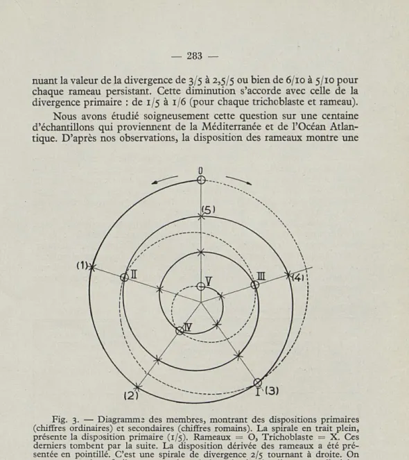 Fig.   3.   —  Diagramme  des  membres,  montrant  des  dispositions  primaires  (chiffres  ordinaires)  et  secondaires  (chiffres  romains)