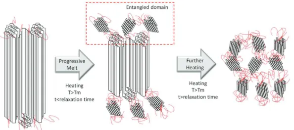 Figure 38. Schematic view of macromolecular structure of UHMwPE evolution with time in  the molten polymer 