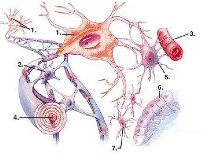 Figure 1.6 – Organisation du tissu nerveux. Les neurones (1) avec leurs axones (4) et les cellules gliales : l’oligodendrocyte (2), l’astrocyte (5), l’épendymocyte (6), et la microglie (7), ainsi que les capillaires sanguins (3)
