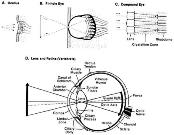 Figure 1.5 Illustration résumant les différents types d’yeux existant dans le monde animal