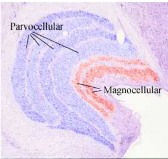 Figure 1.9 Microphotographie du corps genouillé latéral où une colo- colo-ration artificielle distingue les couches parvocellulaire et magnocellulaire.