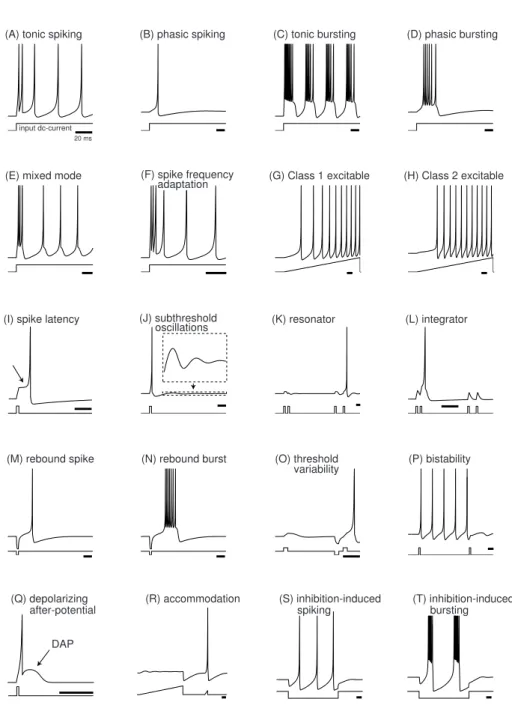 Figure 2.3 Classification des différents types de motif de décharge des neurones corticaux