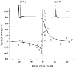 Figure 2.6 Fenêtre de STDP pour la modification des poids synaptiques.