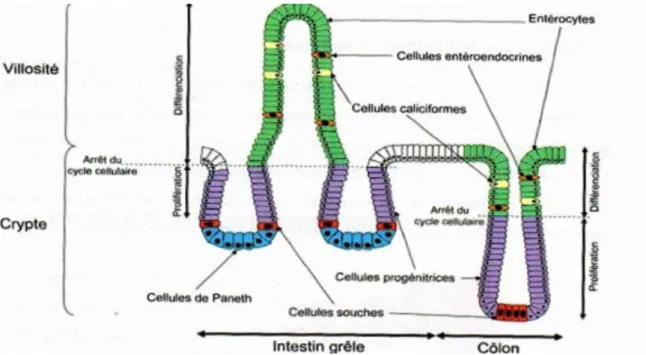 Figure 2: Structure de l'épithélium intestinal (Sancho, 2004) 