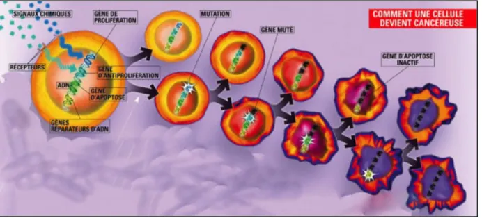 Figure 7: Schéma récapitulatif de la transformation d'une cellule saine en cellule  cancéreuse (Cirade, CNRS) 