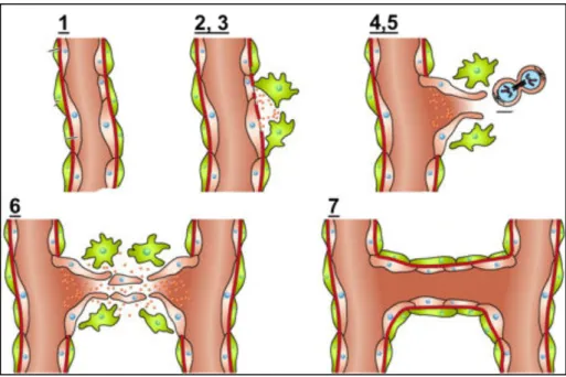 Figure 17: Etapes de l'angiogenèse (d’après Clapp et al, 2009) 