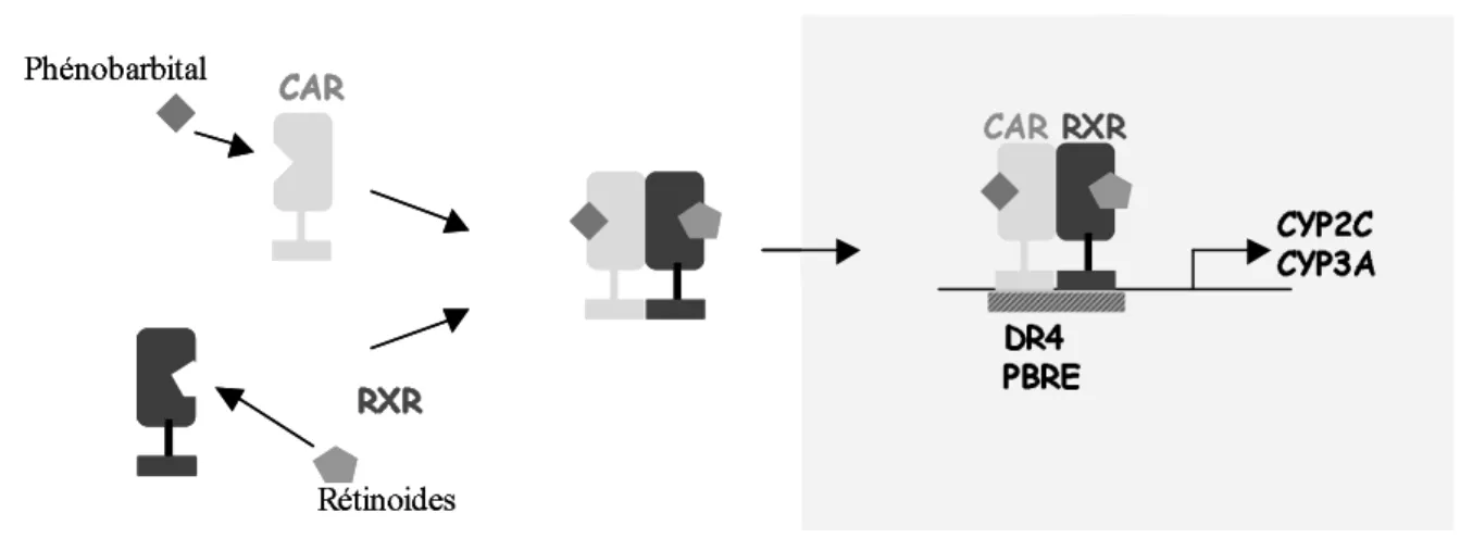 Figure 14: Représentation de la fixation de l’hétérodimère  CAR/RXR sur l’élément de réponse au phénobarbital (PBRE)et 