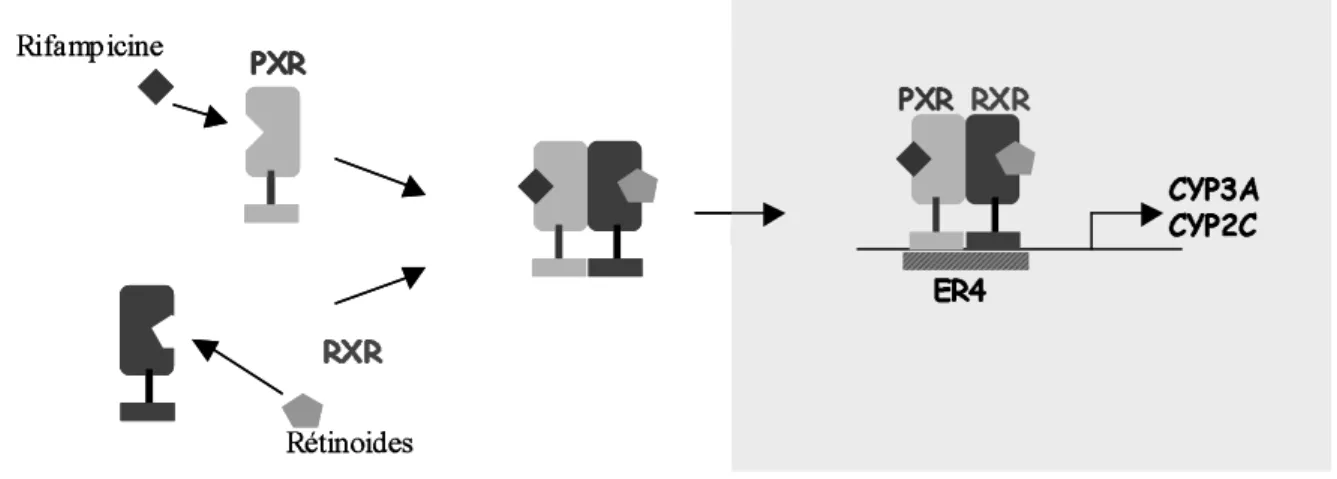 Figure 15: Représentation de la fixation de l’hétérodimère  PXR/RXR sur l’élément de réponse ER6