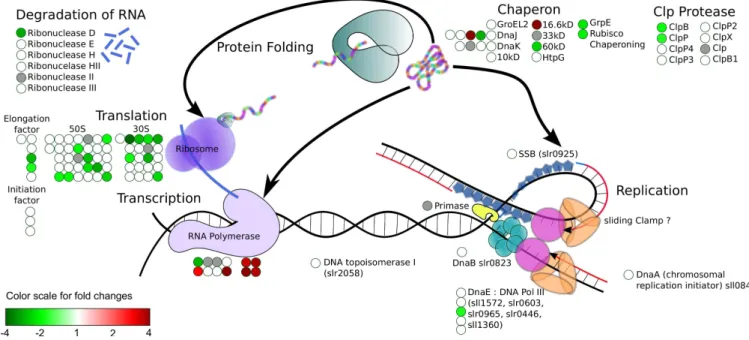 Figure 1: This figure represents DNA metabolic processes in Synechocystis sp. PCC 6803 and illustrates a possible use of the SVGMapping package