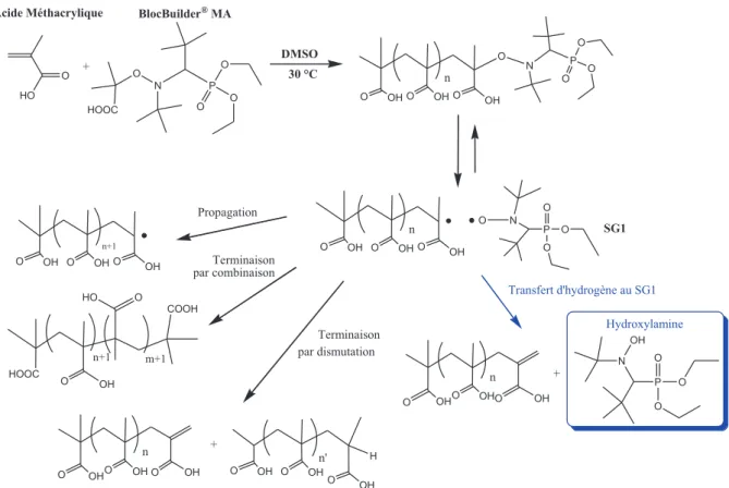 Figure 2-23  : Schéma général des réactions se produisant durant l’homopolymérisation de l’acide  méthacrylique amorcée par le BlocBuilder ®  MA