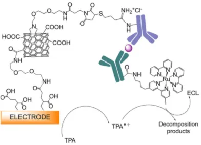 Figure 1.19 Schematic representation of the nano-biosensor and of its ECL development