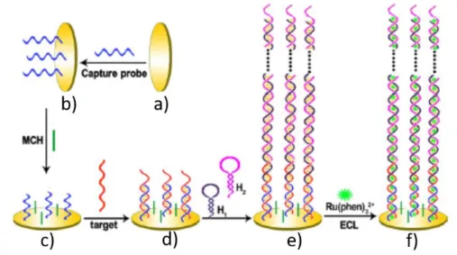 Figure 1.21 Illustration of the HCR-based strategy for ECL detection of DNA. 89
