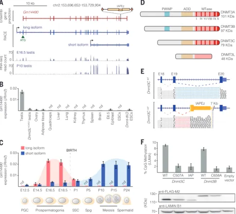 Fig. 1. Gm14490 encodes a male germ cell – specific de novo DNA methyltransferase, DNMT3C.