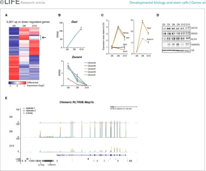 Figure supplement 1. Gene expression analysis upon serum to 2i+vitC conversion.