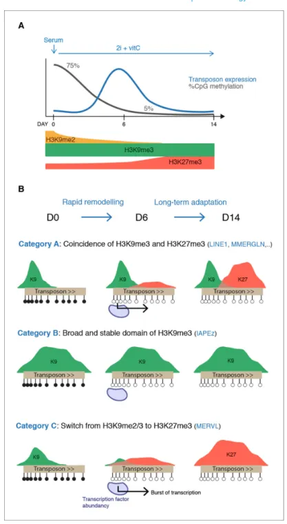 Figure 8. Model for the acquisition of H3K27me3 at transposons during genome-wide demethylation