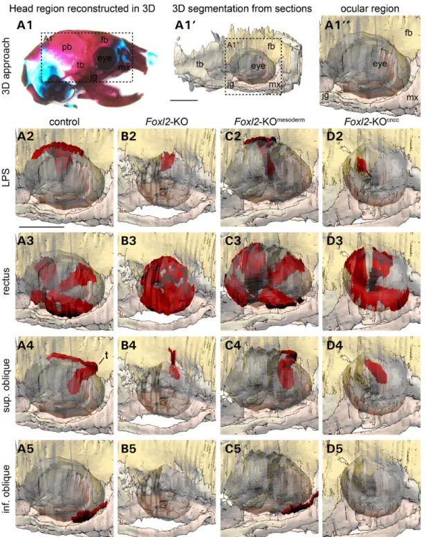 Figure 4. Extraocular muscle phenotype of Foxl2-KO, Foxl2-KO mesoderm and Foxl2-KO cncc mice at birth