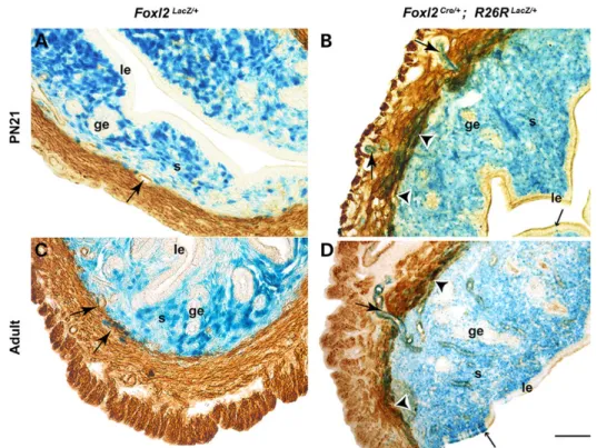 Figure 2. Lineage of Foxl2-positive precursors in the uterus. Uterine LacZ expression in PN21 and adult Foxl2 LacZ/+ mice (A and C) compared to Foxl2 Cre/+ ; R26R LacZ/+ mice (B and D) counterstained with anti-SMAα antibodies