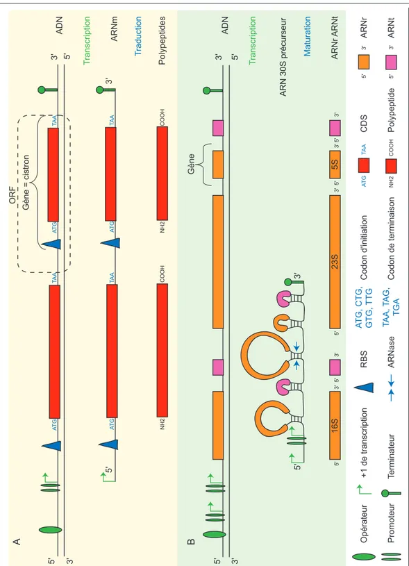 Fig. 1.1 – Objets g´enomiques